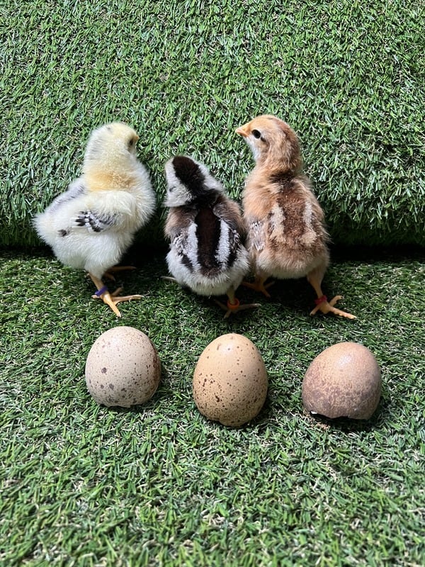Home [bestillfarmga.com]